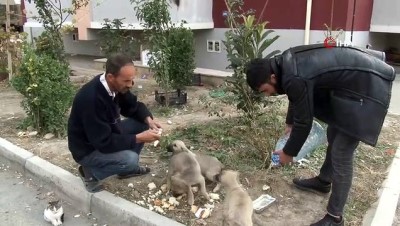  - Terter’de savaş mağduru vefalı siviller, sokak hayvanlarını unutmadı