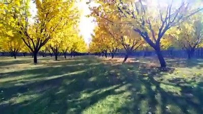 sonbahar - IĞDIR - Kayısı bahçelerinde masal gibi sonbahar Videosu