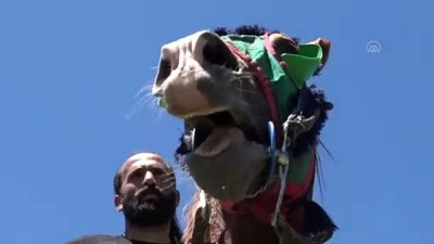 isaf - KARS - Ciritçiler dostluk maçlarıyla atlarını kışa hazırlıyor Videosu