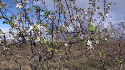 hava sicakliklari - KIRKLARELİ - 'Yalancı bahara' aldanan meyve ağaçları çiçek açtı Videosu