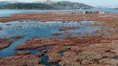kirlangic -  Flamingolar Bodrum’a çok erken geldi Videosu