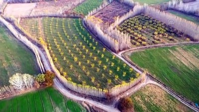 sonbahar - IĞDIR - İrem Bağları sonbahar renkleriyle büyülüyor Videosu