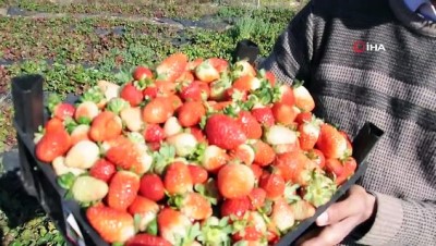 cilek hasadi -  Sason’da yılın son çilek hasadı başladı Videosu