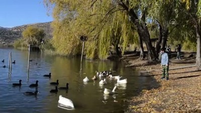 gocmen kuslar - ADIYAMAN - Gölbaşı Gölleri Tabiat Parkı'nda sonbahar güzelliği Videosu