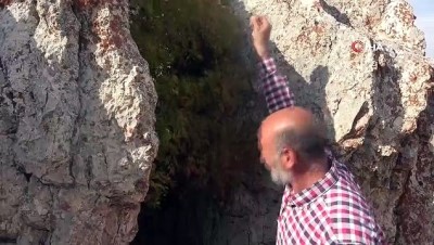 kusburnu -  Çatlayan kaya arasında ağaç büyüdü Videosu