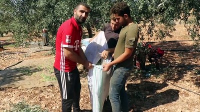 İdlib'in geçim kaynağı zeytinin hasadı, artan masrafların gölgesinde başladı