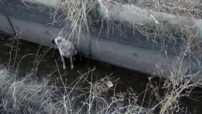 kanal d - IĞDIR - Sulama kanalına düşen köpeği AFAD kurtardı Videosu