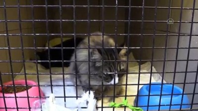 İZMİR - Depremde hayatını kaybeden Süheyla teyzenin kedilerini hayvanseverler sahiplendi