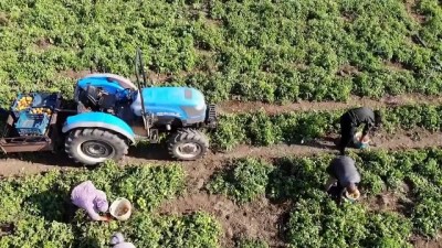 yerli tohum - MUĞLA - Datça'nın 'güz domatesi' verimiyle üreticisini sevindirdi Videosu