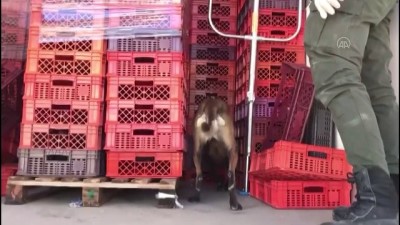 ŞANLIURFA - Tırda 26 kilogram skunk ele geçirildi