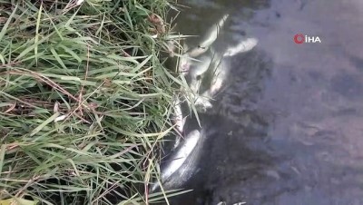 olu balik -  - Şüpheli balık ölümü sanıldı ama gerçek sonra ortaya çıktı Videosu
