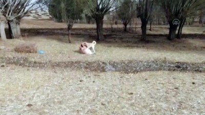 kopek dovusu - YOZGAT - Köpek dövüşü organize ettikleri iddiasıyla 8 şüpheli yakalandı Videosu