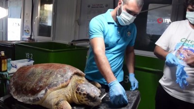 caretta caretta -  Zıpkınla vurulan deniz kaplumbağası tedavi altına alındı Videosu