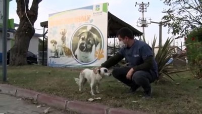 BALIKESİR - Otomobilin çarparak yaraladığı köpek yeniden koşmaya başladı