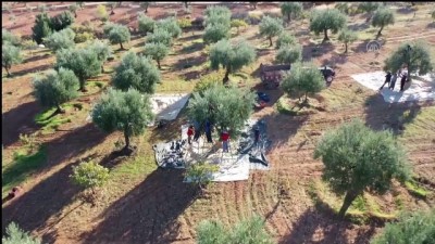 zeytin agaci - GAZİANTEP - Güneydoğulu üreticilerin zorlu zeytin hasadı başladı Videosu