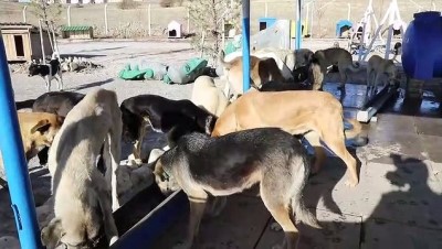 sokak hayvani - ANKARA - Hayvansever aile, salgınla zorlaşan şartlara rağmen sokak hayvanlarını unutmuyor Videosu