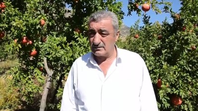 kalp hastalari - BİTLİS - Kurduğu nar bahçesi, köylülere örnek oldu Videosu