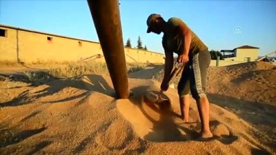 bitkisel urunler - KONYA - Ata tohumları tarımda dışa bağımlılığı bitirecek Videosu