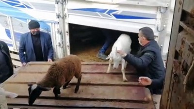 BURSA - Kütahya'da yangında 70 koyunu telef olan üreticiye destek seferberliği