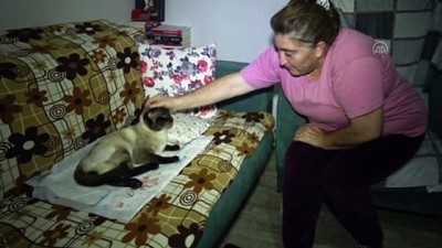 rontgen - TEKİRDAĞ - Otomobilin çarptığı 'Şanslı' adlı kediye kapsamlı tedavi Videosu