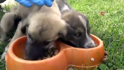 bakanlik -  -Hayvanları koruma polisleri  göreve başladı Videosu