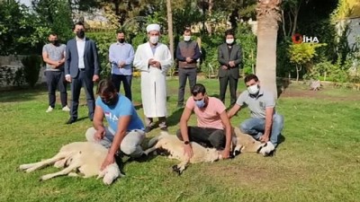 belediye baskanligi -  Koronaya yakalanan Bakan Soylu ve ailesi için Şanlıurfa'da 3 koyun kesildi Videosu