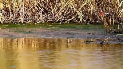 yaban ordegi - Yüksekova’da yaban ördekleriyle gelen sonbahar güzelliği Videosu