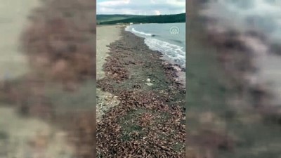 Deprem sırasında Seferihisar'da oluşan dalgalar - İZMİR