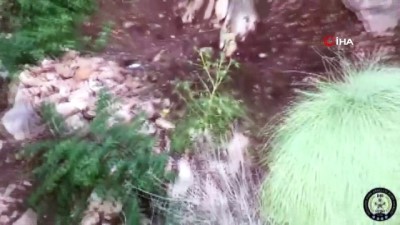 uyusturucu tarlasi -  Didim’i zehirleyen şahıs ve ormanda oluşturduğu zehir tarlası tespit edildi Videosu