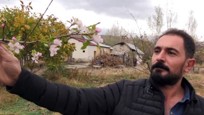 sonbahar - Elma ağaçları kasımda çiçek açtı - ERZİNCAN Videosu