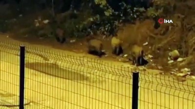  Mahalleyi domuzlar bastı