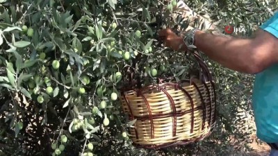 zeytin yagi -  Mersin'de yerel zeytin genetik kaynakları koruma altında Videosu