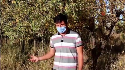hava sicakliklari -  Sivas’ta Kasım ayında çiçek açtı Videosu
