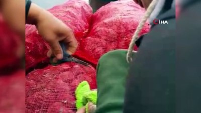 olta -  Soluk borusuna olta iğnesi takılan martıyı vatandaşlar kurtardı Videosu