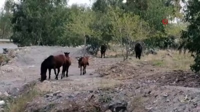 makilik alan -  Yılkı atları İzmir’e indi Videosu