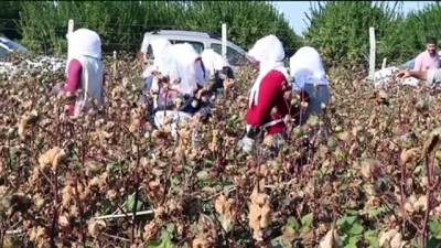 dogal urun - Çukurova'da yetiştirilen renkli 'gelincik' pamuğunun hasadı yapıldı - ADANA Videosu