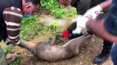 kopek -  Dereye düşen yaralı karaca tedavi edildi Videosu