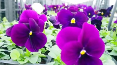 milletvekili -  Jeotermal seralarda üretilen çiçekler milletvekili ve bakanlara gönderildi Videosu