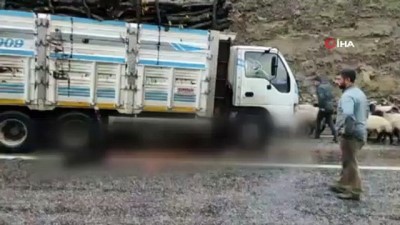  Kamyon koyun sürüsüne daldı, 4 hayvan telef oldu