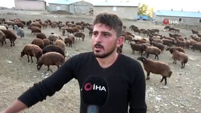 coban kopegi -  Koyun yetiştiricilerinin zorlu sonbahar mesaisi Videosu