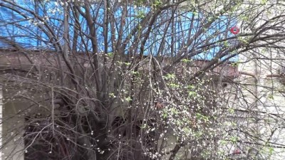 erik agaci -  Mevsimler şaştı, erik ağaçları çiçek açtı Videosu