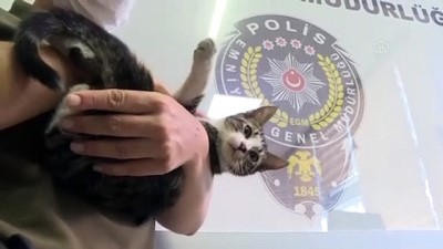 sokak kedisi - Üç kedi yavrusu emniyetin maskotu oldu - ANTALYA Videosu