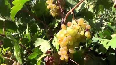 seker orani - Uzuncaburç Antik Kenti'nde üzüm pekmezi yapma geleneği binlerce yıldır sürüyor - MERSİN Videosu
