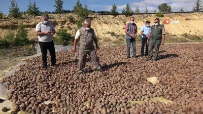 okul harcligi -  60 hektara dikilecek tohumlar için sedir kozalağı toplanıyor Videosu