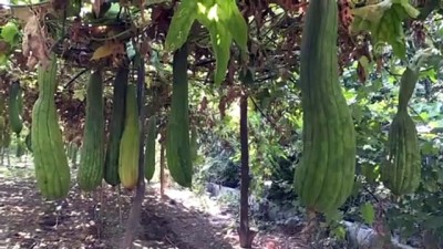 gubre - Asi Nehri kıyılarında yetiştirilen lif kabakları temizlik ürünlerine dönüştürülüyor - HATAY Videosu