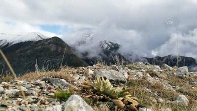 yazla - Esence Dağı'nın yüksek kesimlerine kar yağdı - ERZİNCAN Videosu