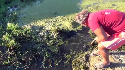 olu balik -  Silivri’de tedirgin eden balık ölümleri Videosu