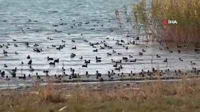 flamingo -  Koruma altına alınan Erçek Gölü’nde kaz yoğunluğu Videosu