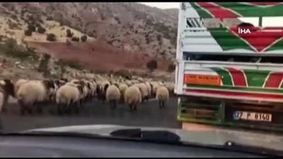 ilginc goruntu -  Koyun sürüsü karayolunu trafiğe kapattı, sürücüler ne yapacaklarını şaşırdı Videosu