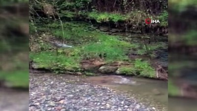 sevimli hayvanlar -  Nesli tükenmekte olan su samuru Çanakçı Deresi’nde görüldü Videosu